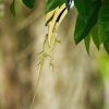 Zoborozec belolici - Anthracoceros albirostris - Oriental Pied-Hornbill 6521